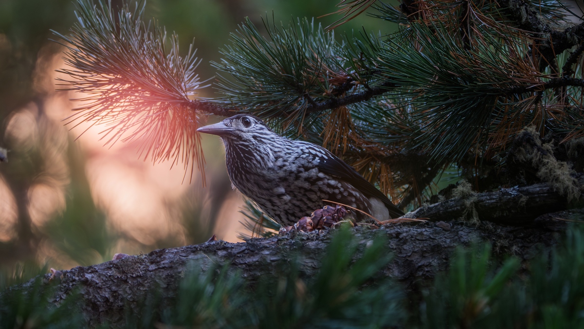 русские фильмы о лесе