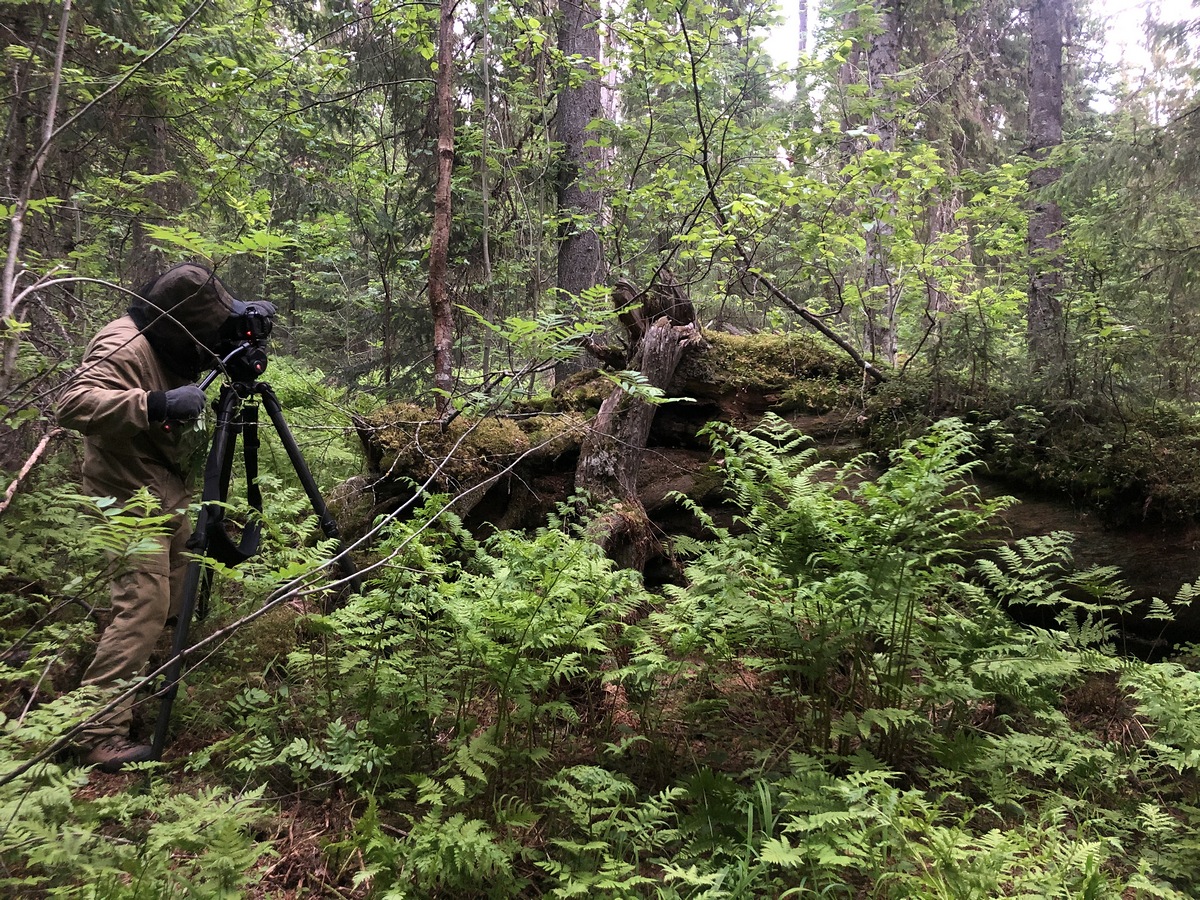 фильмы о лесе природе