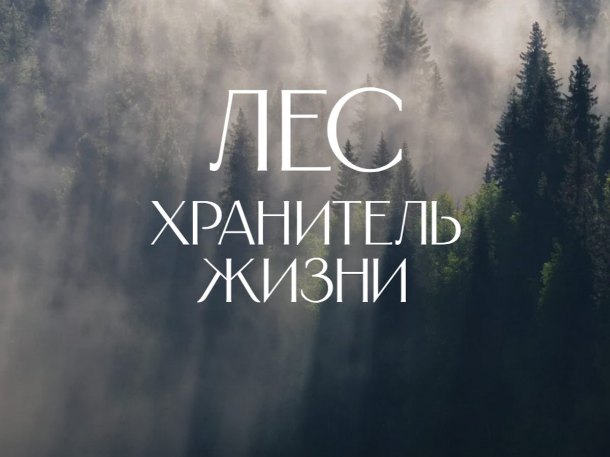 лес хранитель жизни