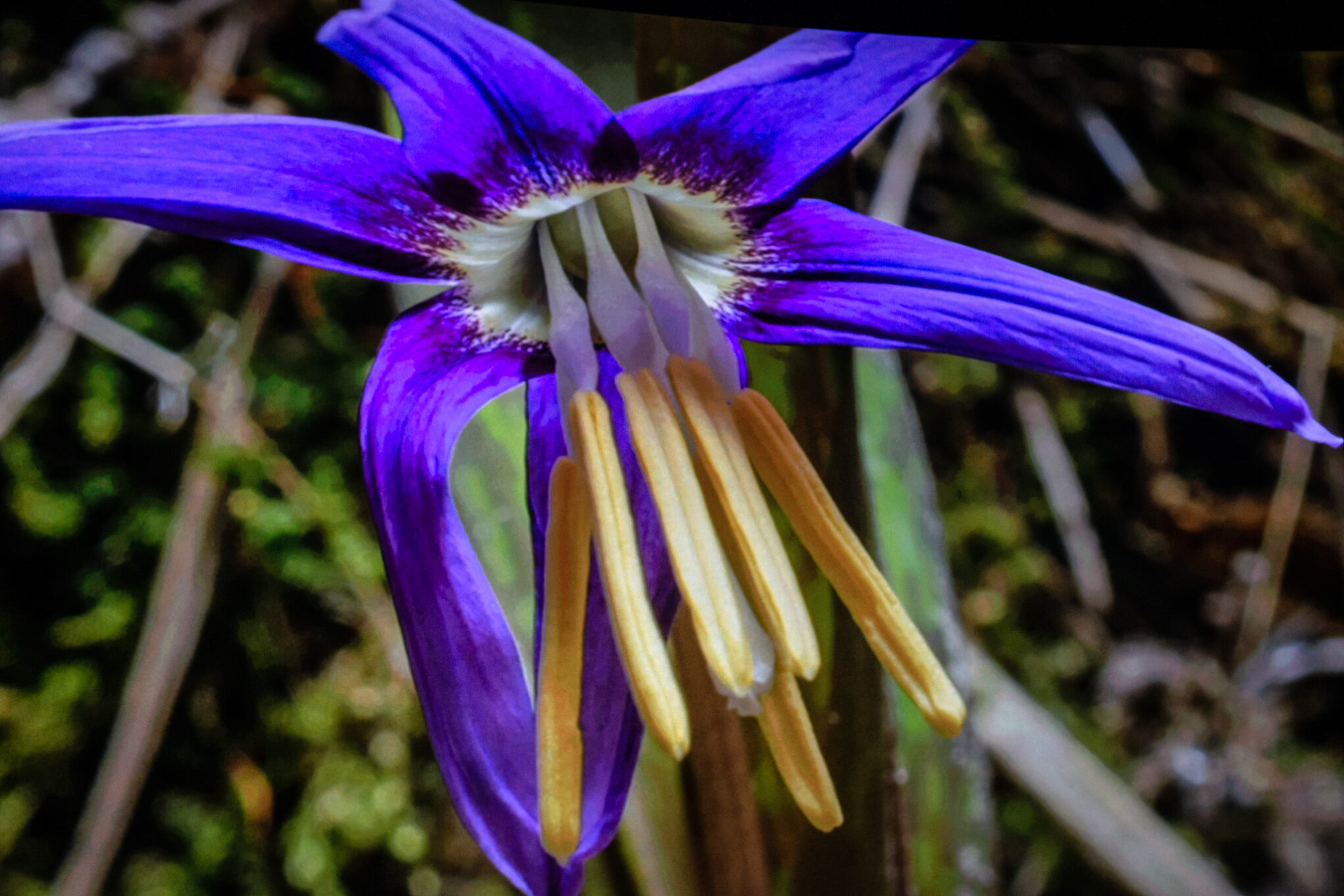 фест лес хранитель жизни