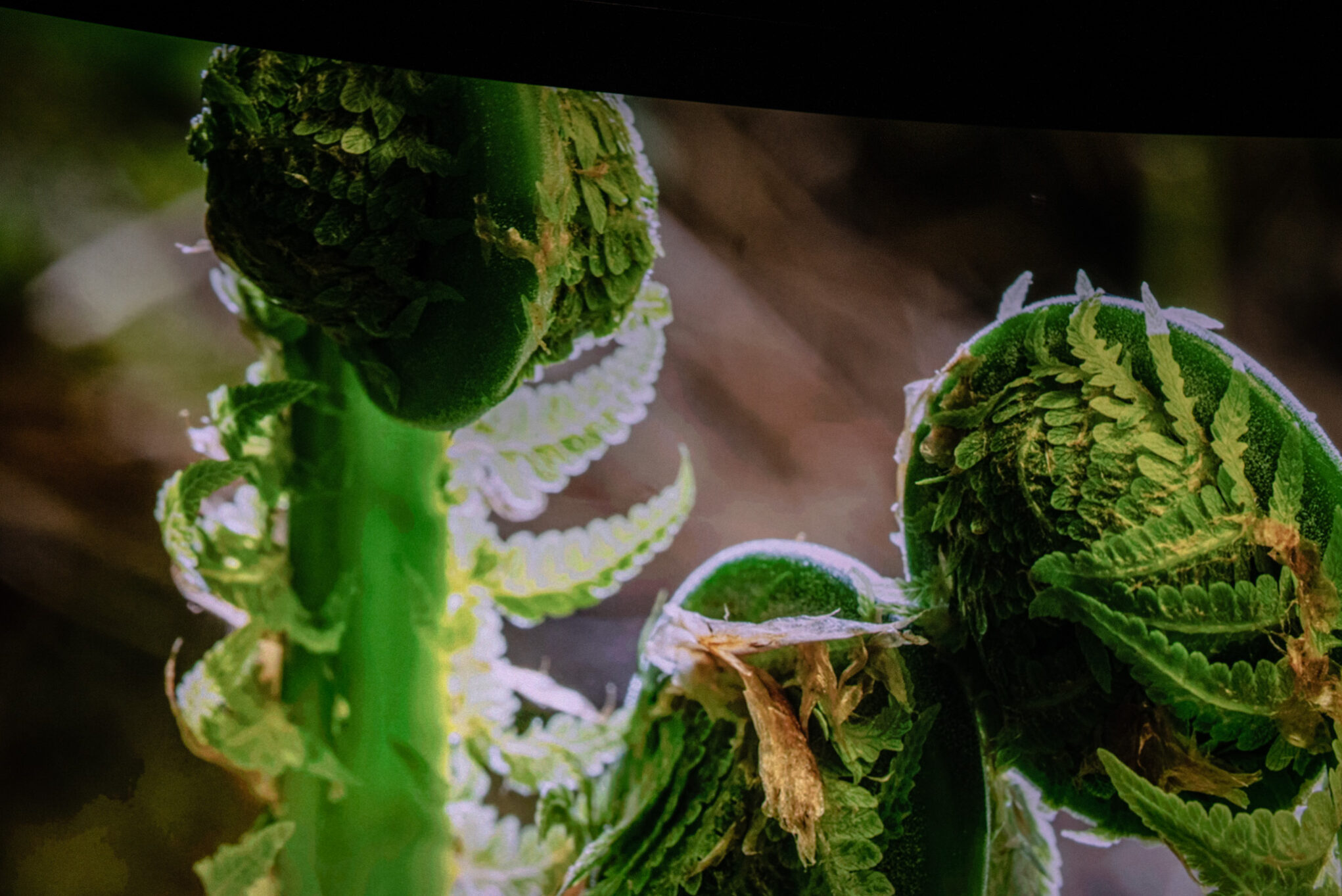 документальные фильмы о лесе