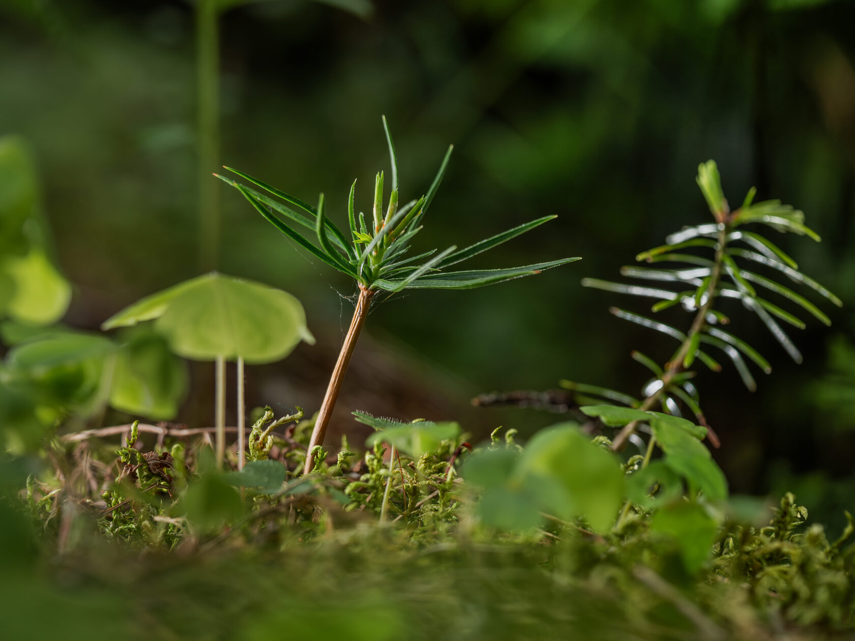 фильм о красоте леса