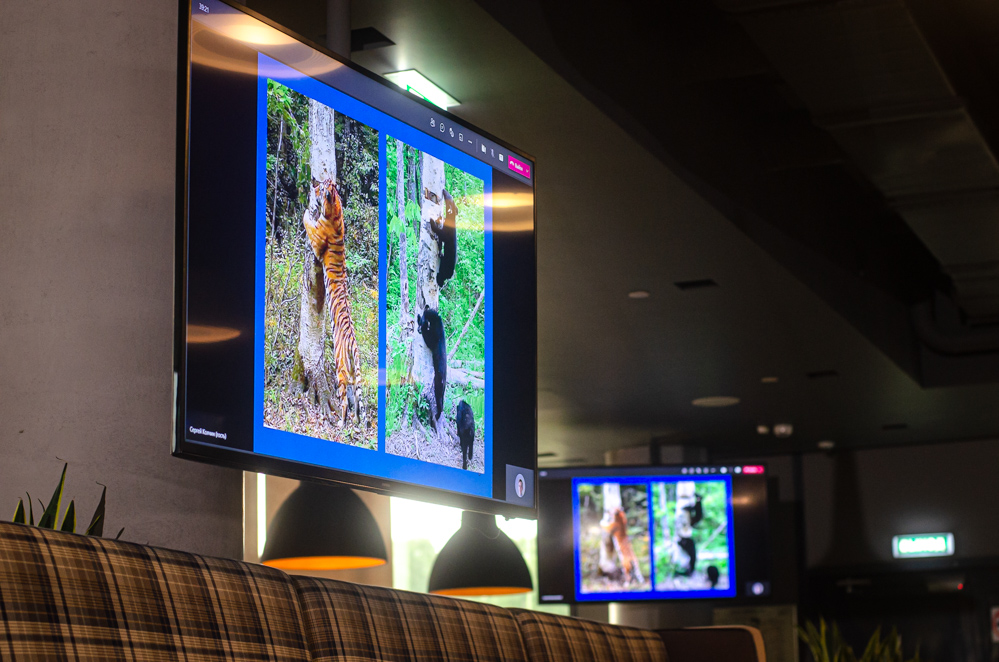 гималайские медведи