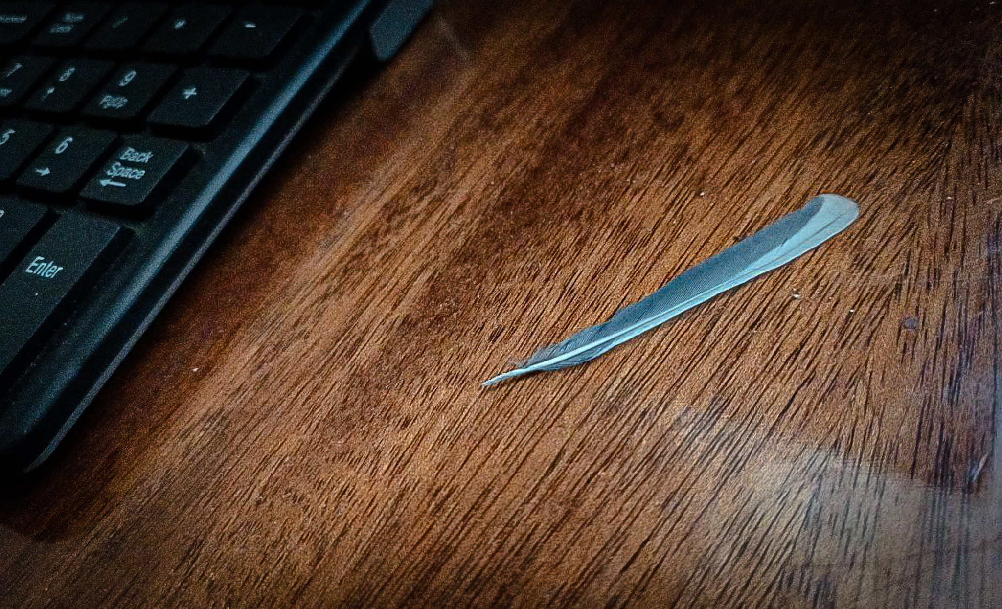 перо синицы