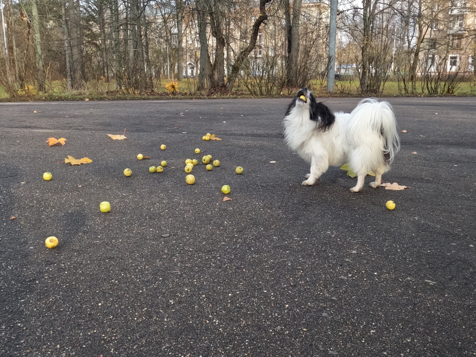 городские парки дубна
