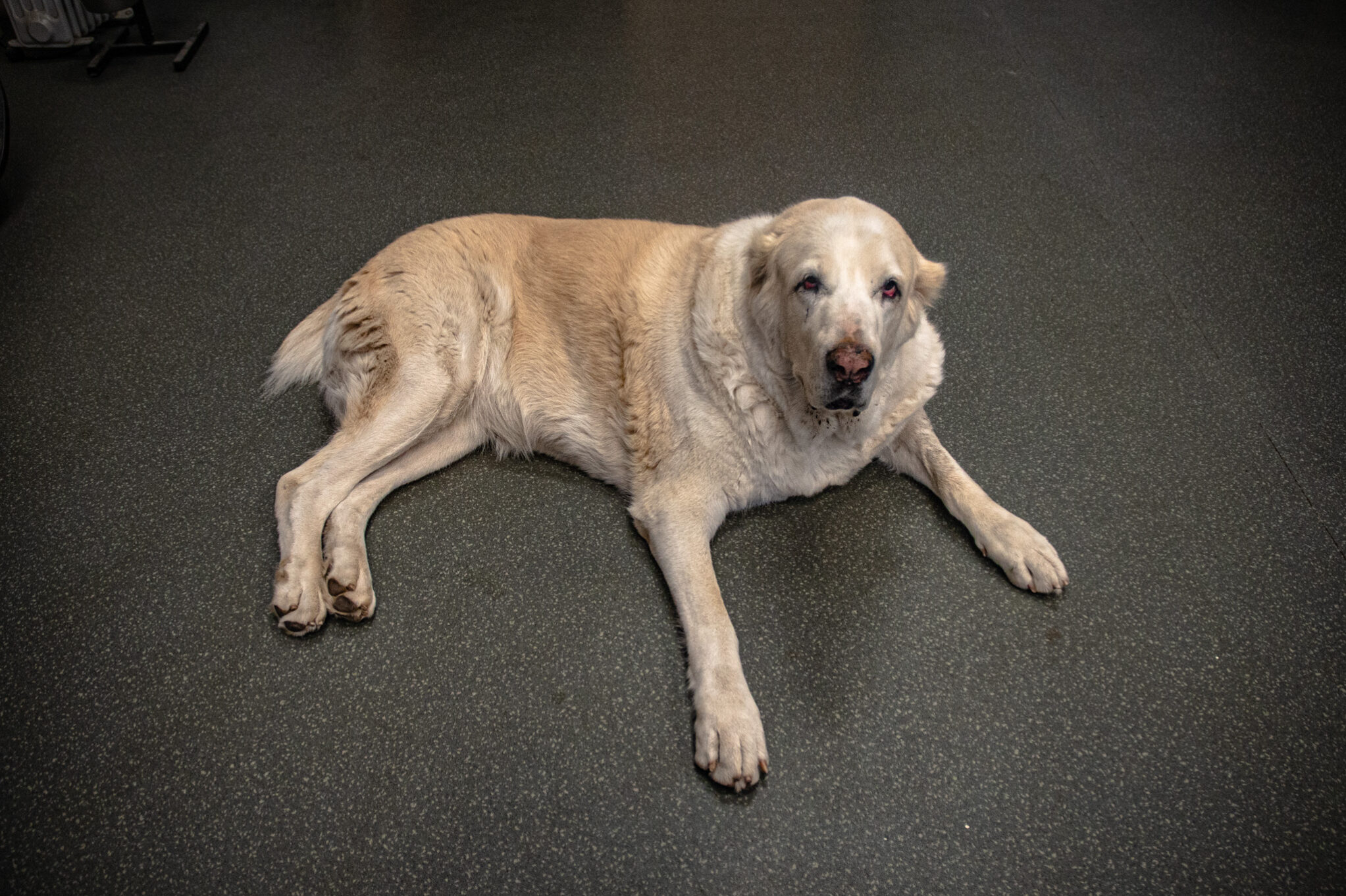 дом коржевых