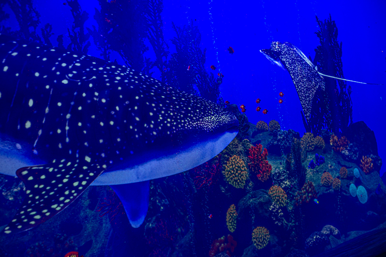 luminar вднх отзывы