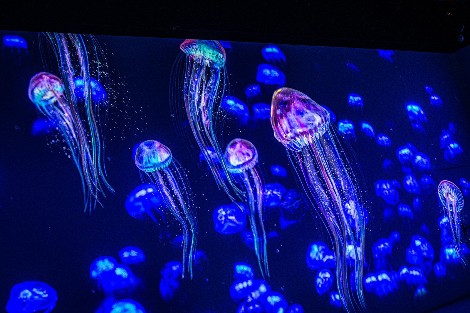 арт пространство luminar вднх