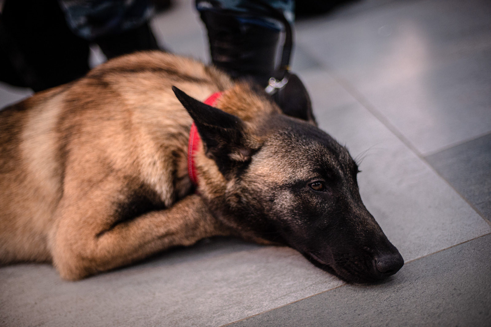 как выглядит бельгийская овчарка