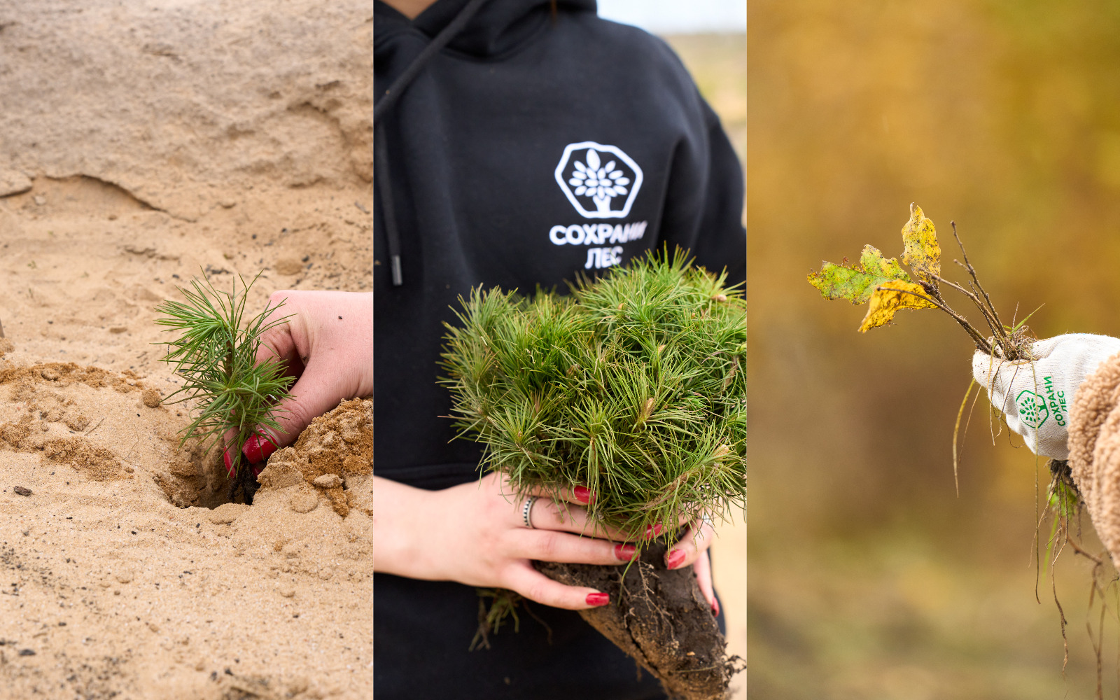 восстановление лесов примеры