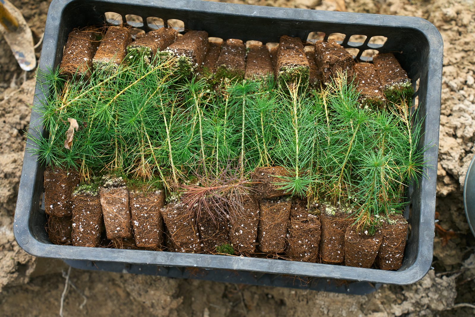 проект восстановления лесов