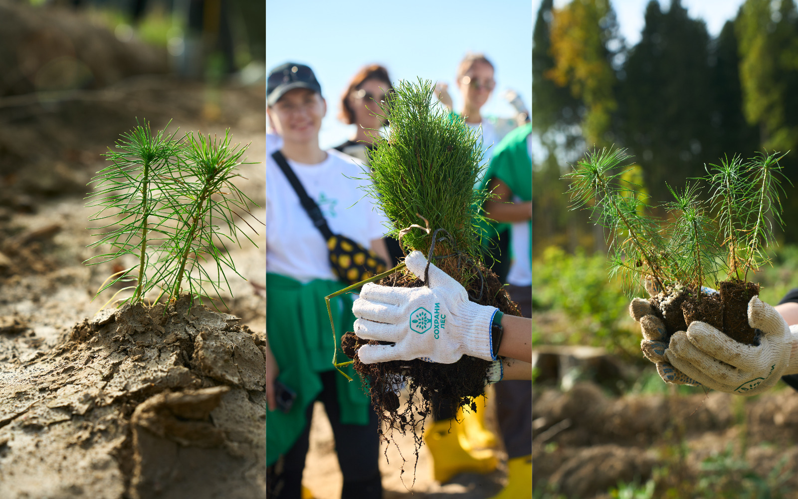 Сохрани Лес
