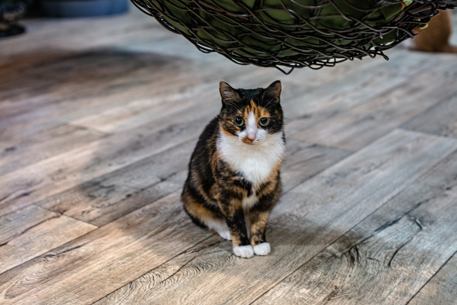 котики и люди товарищеская