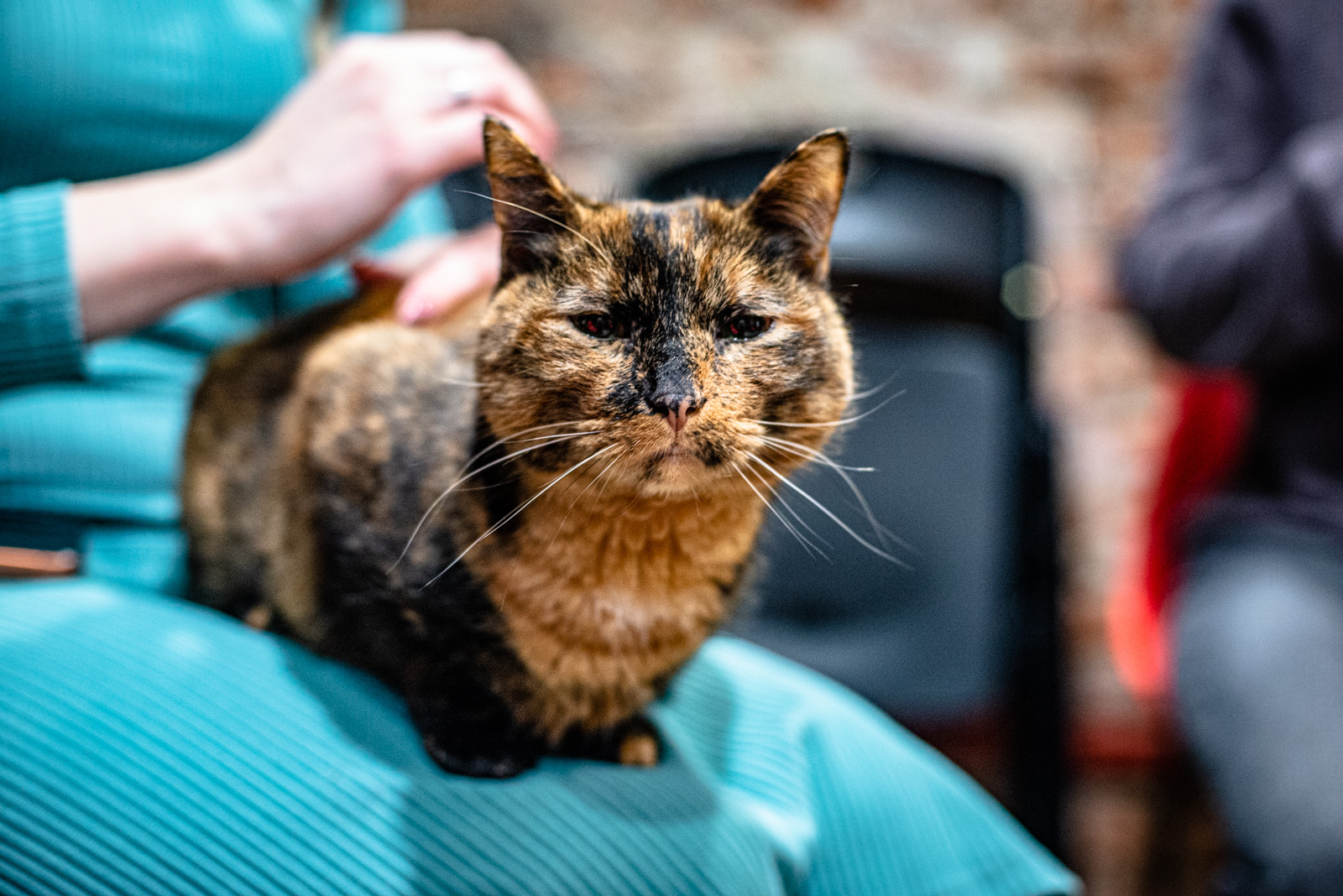 где находится котокафе в москве