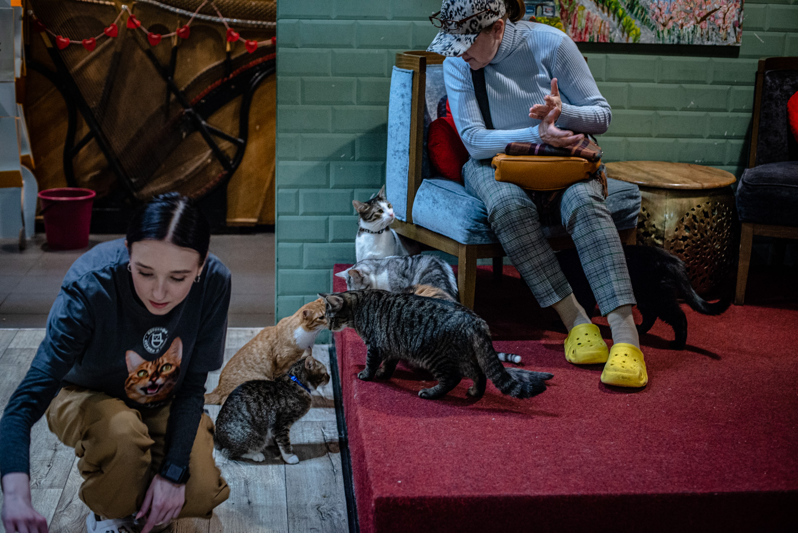 котокафе котики и люди отзывы