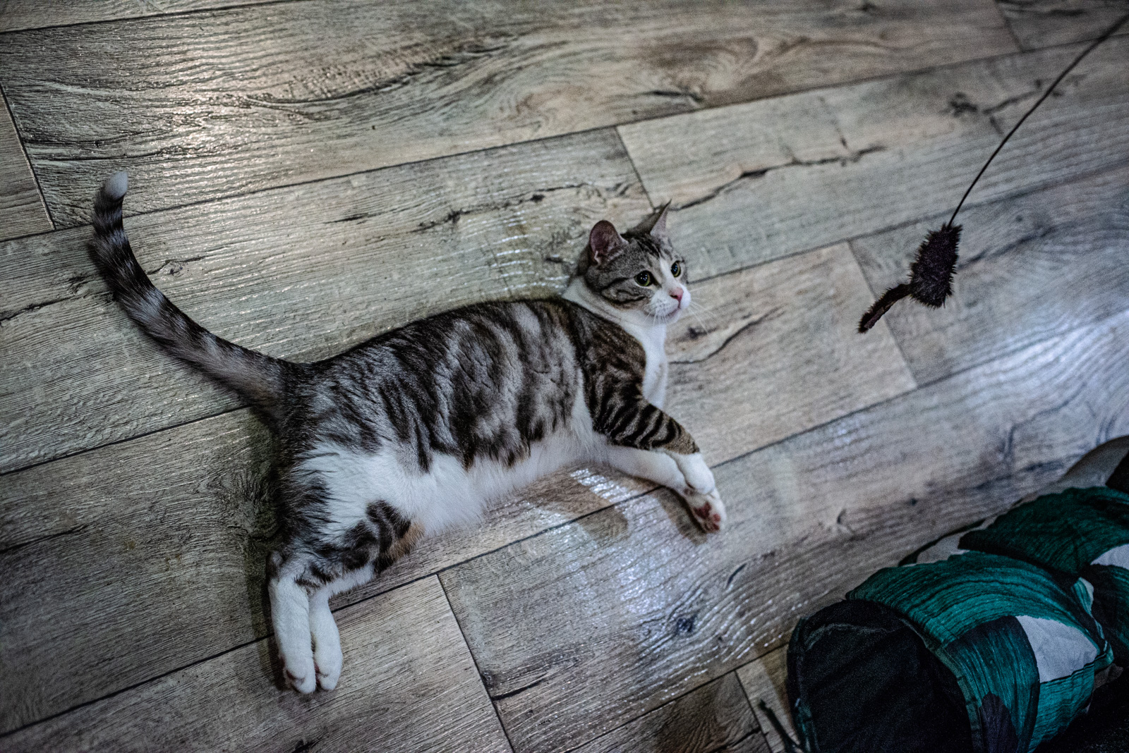 котокафе котики и люди в москве