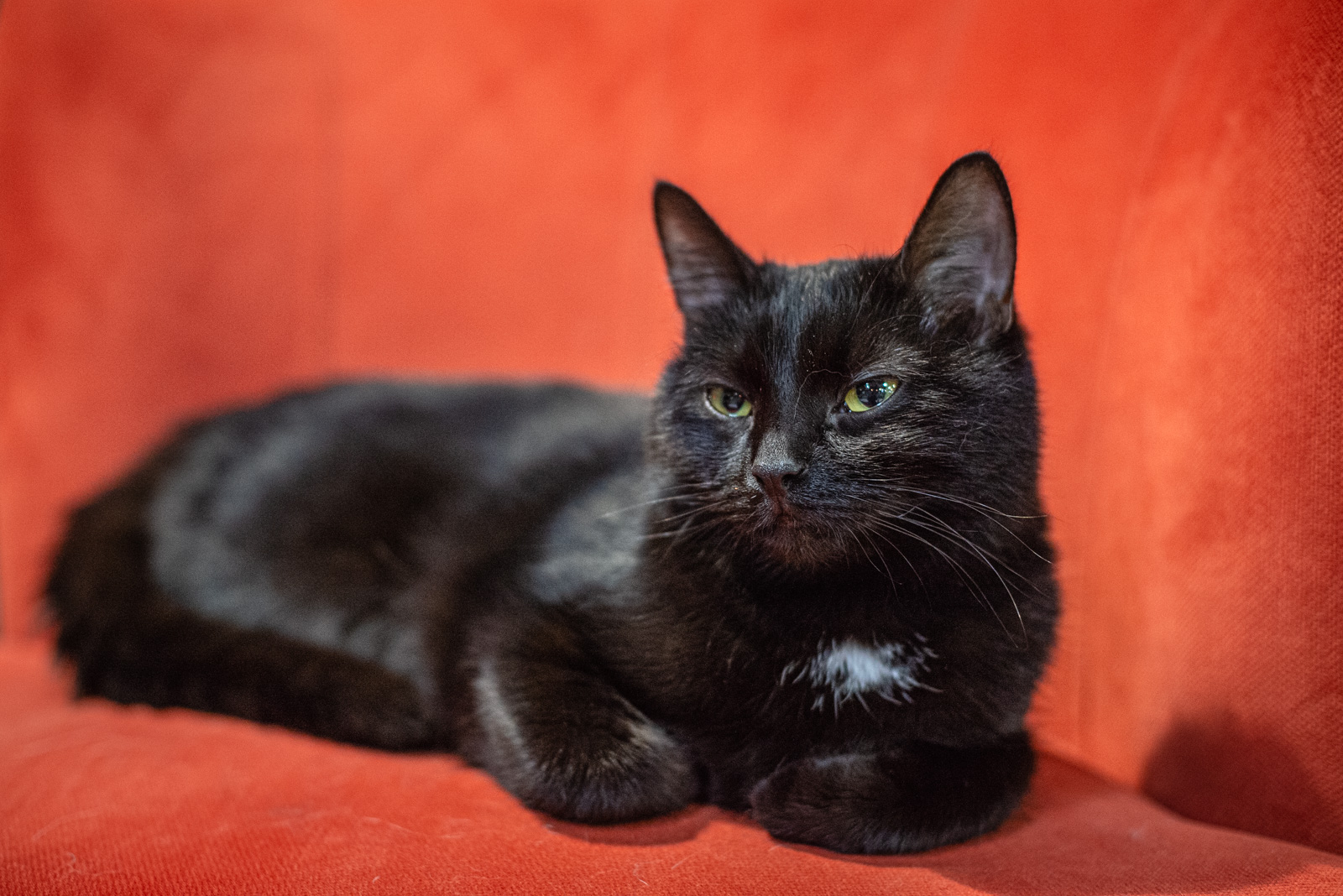 котики и люди товарищеский переулок