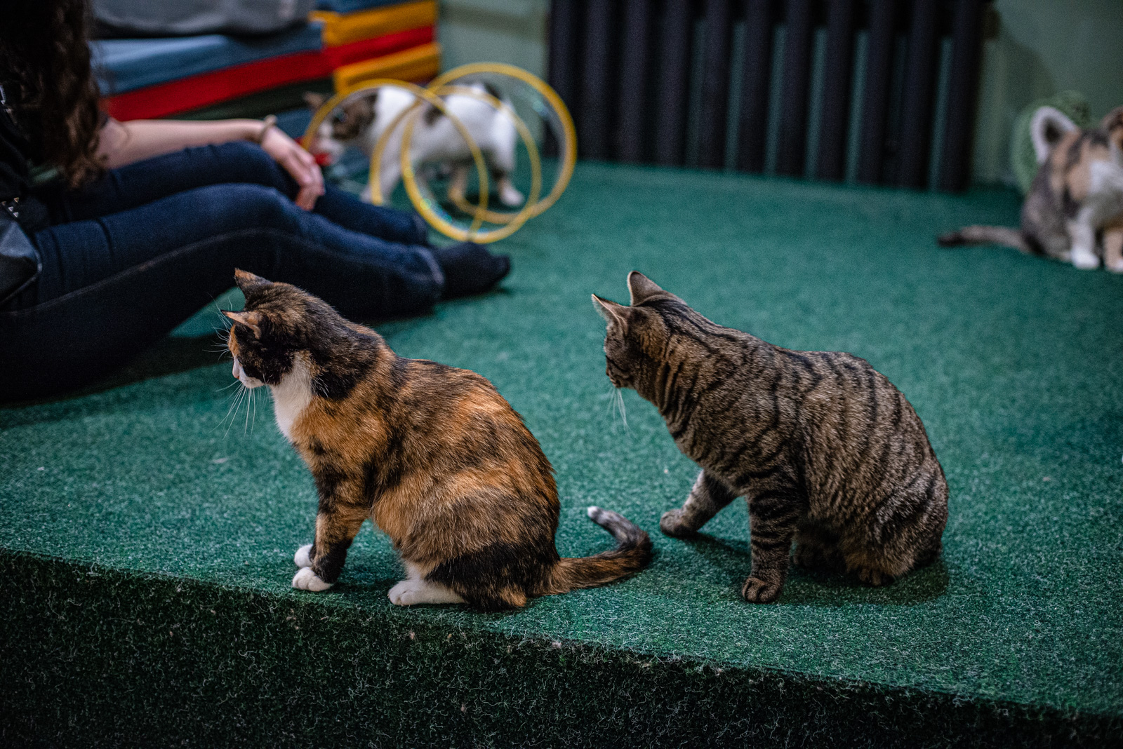 котики и люди кафе в москве