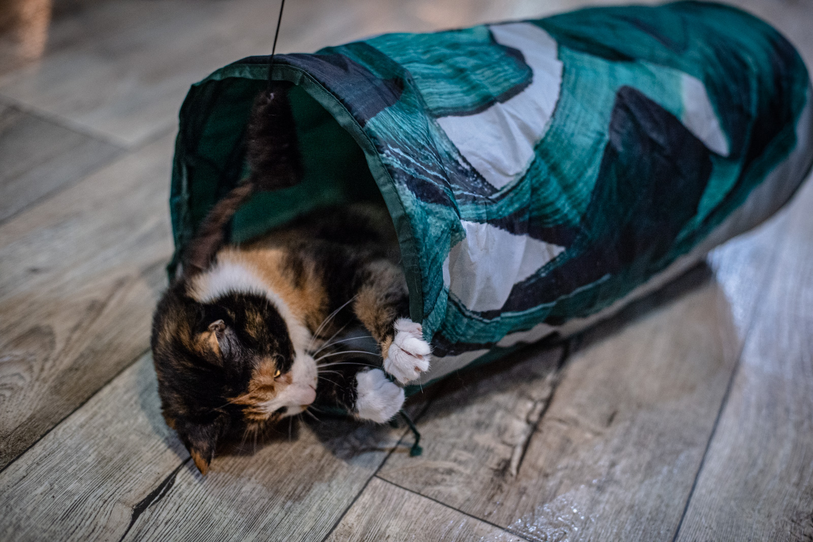 есть ли в москве котокафе