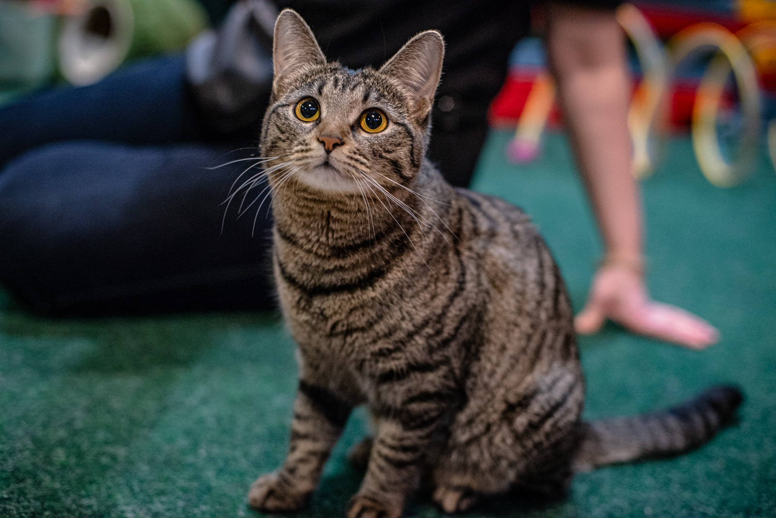 лучшие котокафе в москве