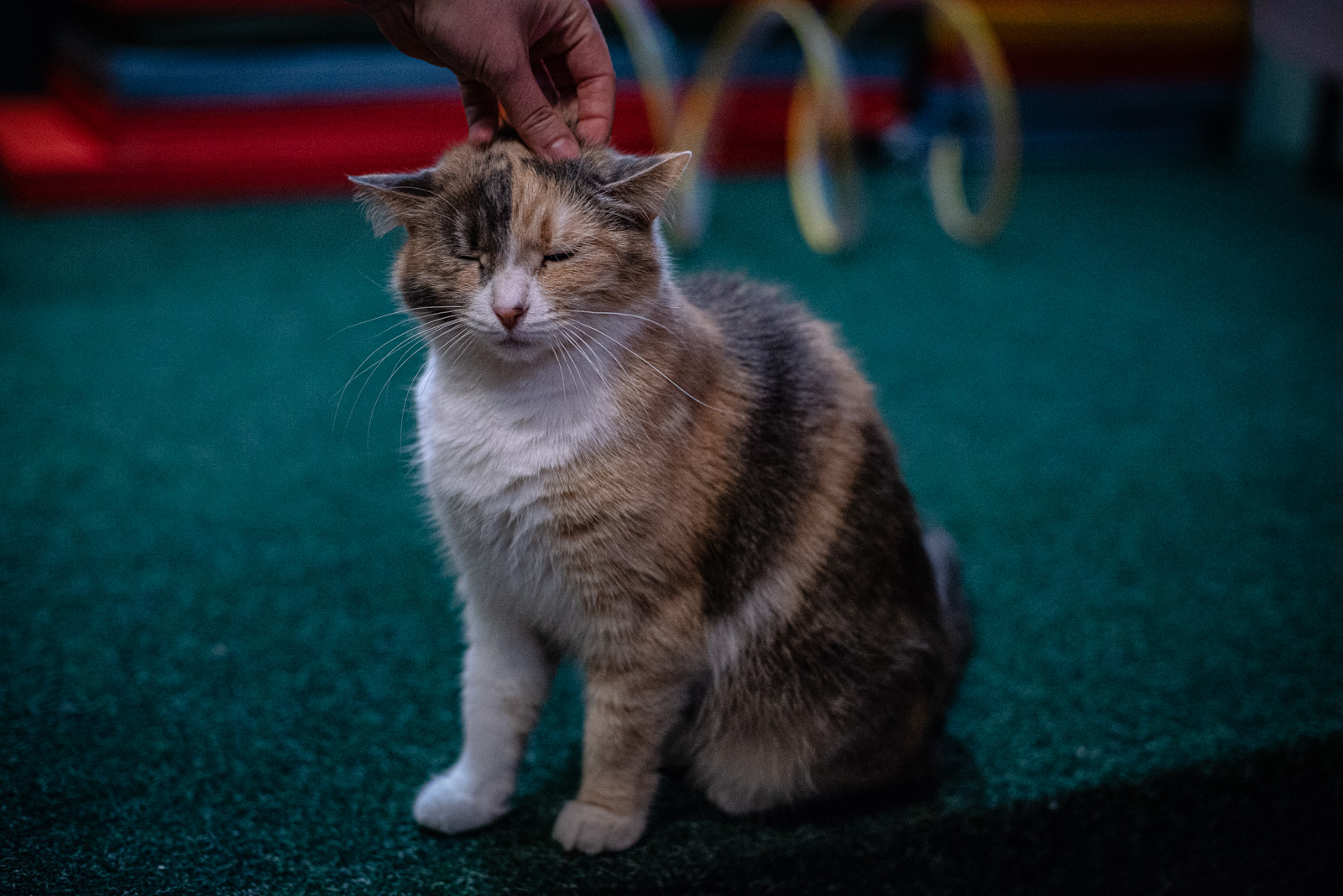 котокафе в москве отзывы