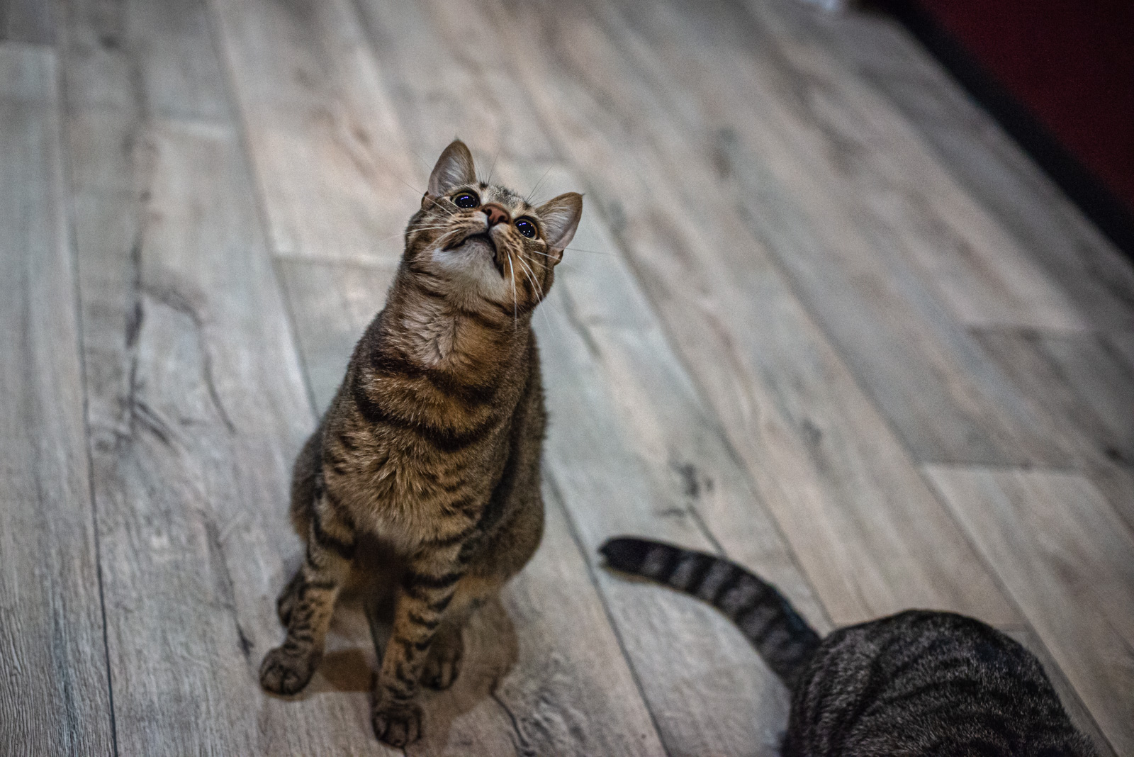 котокафе в центре москвы