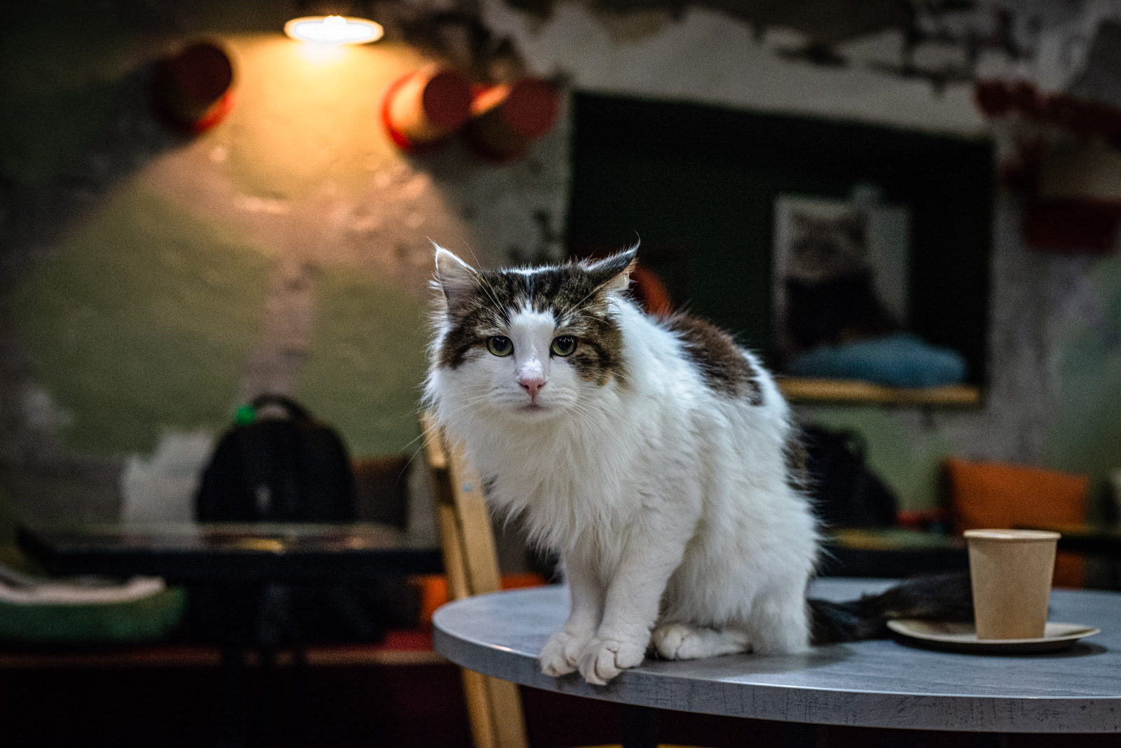 котики и люди адрес