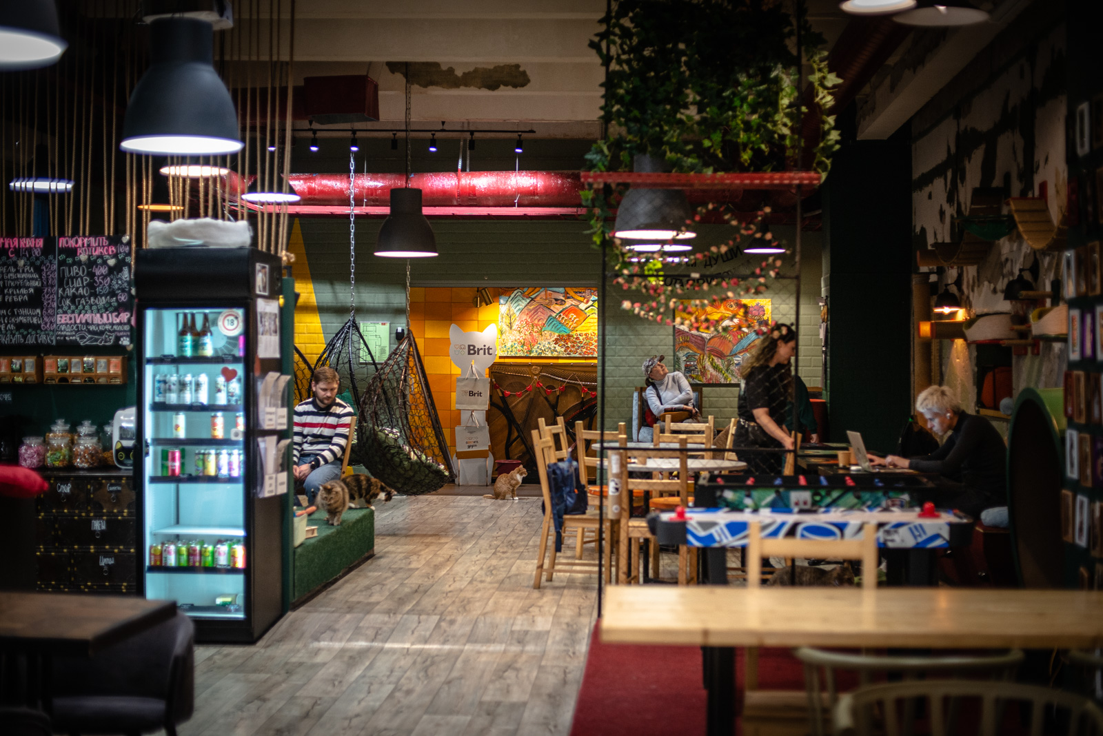 котокафе котики и люди