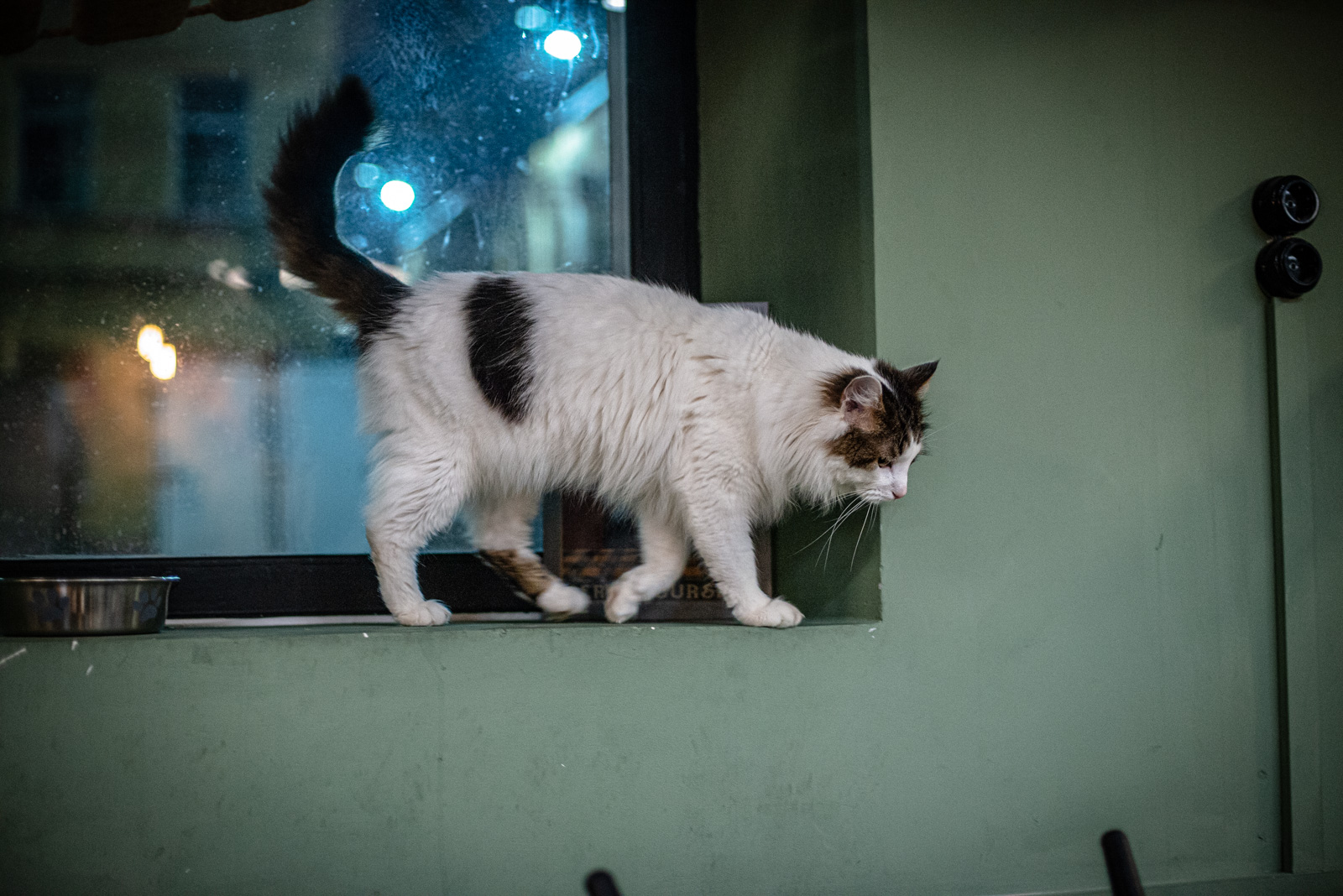 антикафе котики и люди