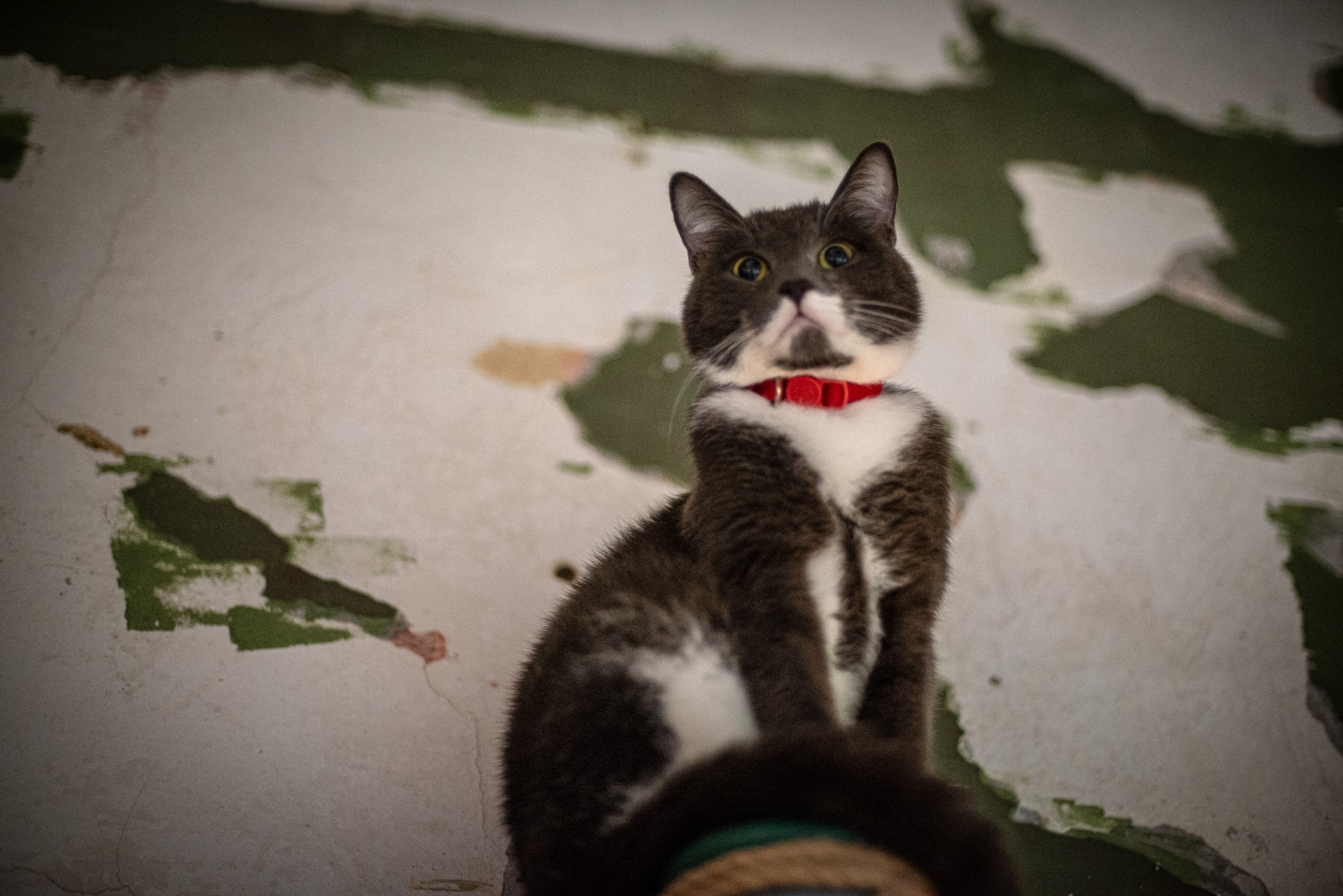 котики и люди таганка