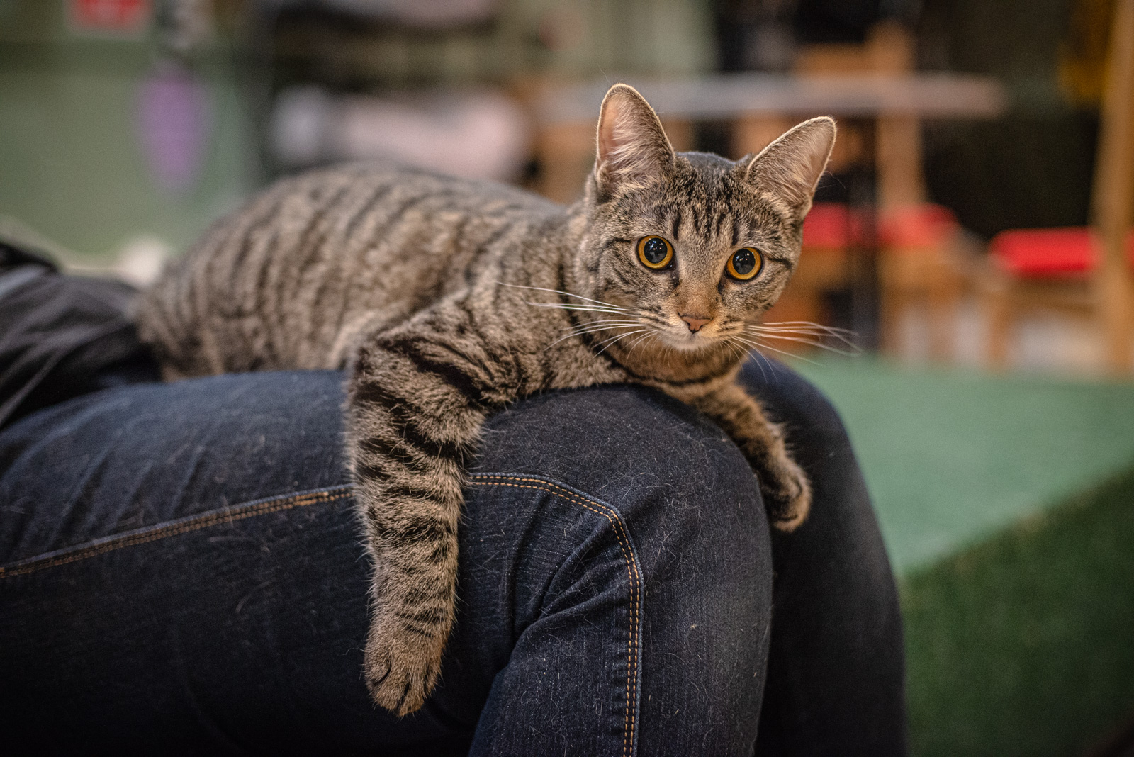 котики и люди кафе