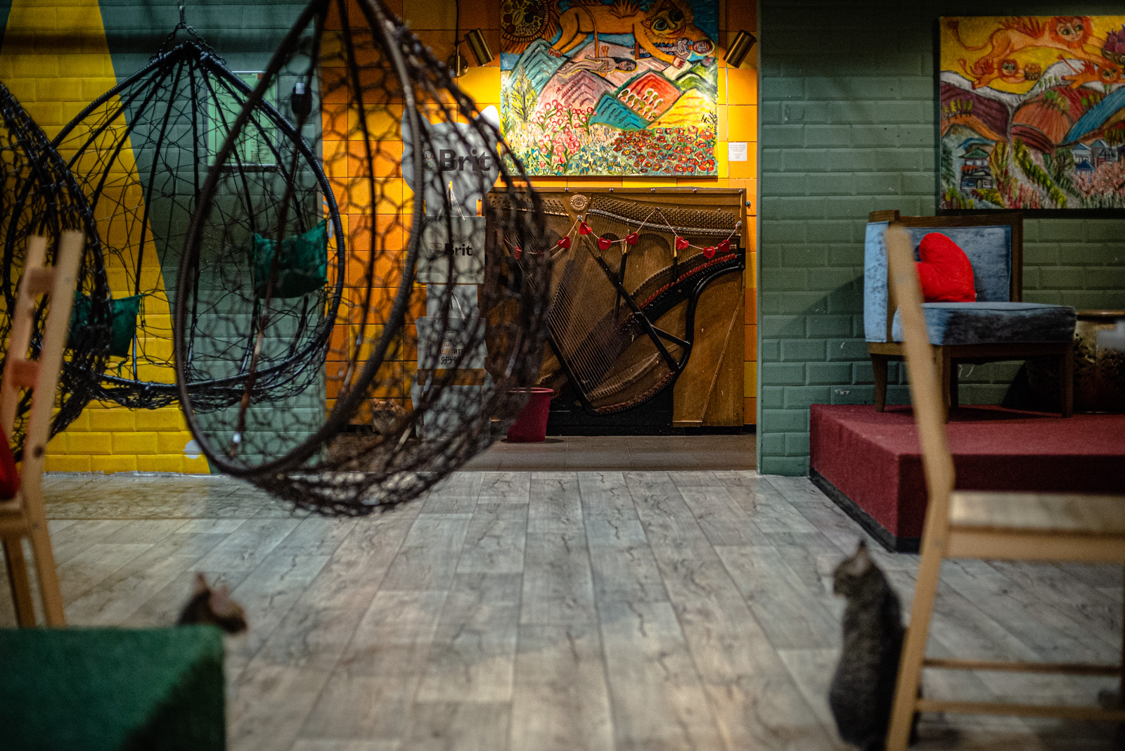 котокафе фото москва