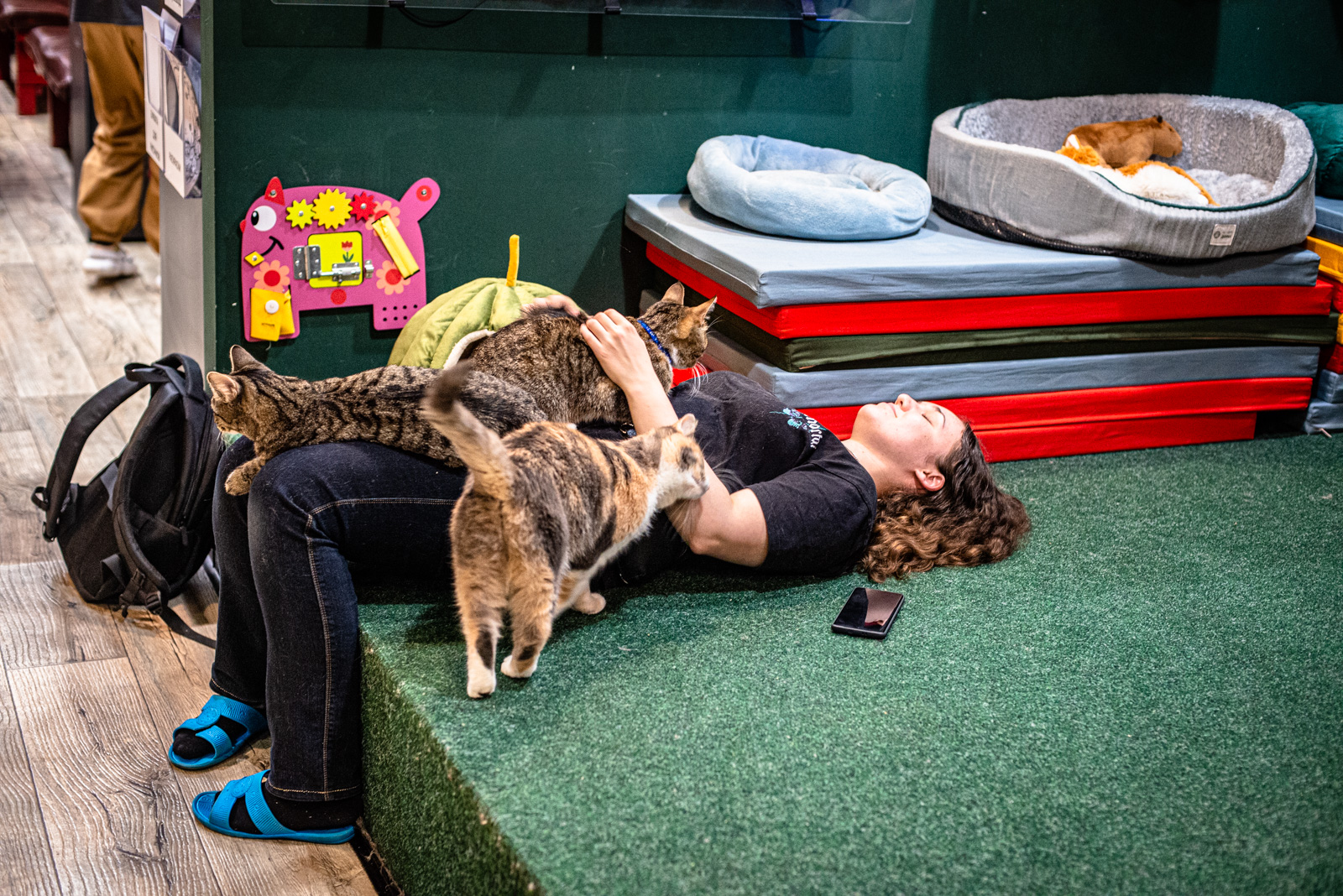 котоняня москва