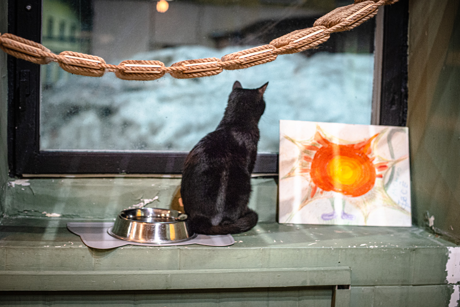 благотворительные фонды помощи детям животным