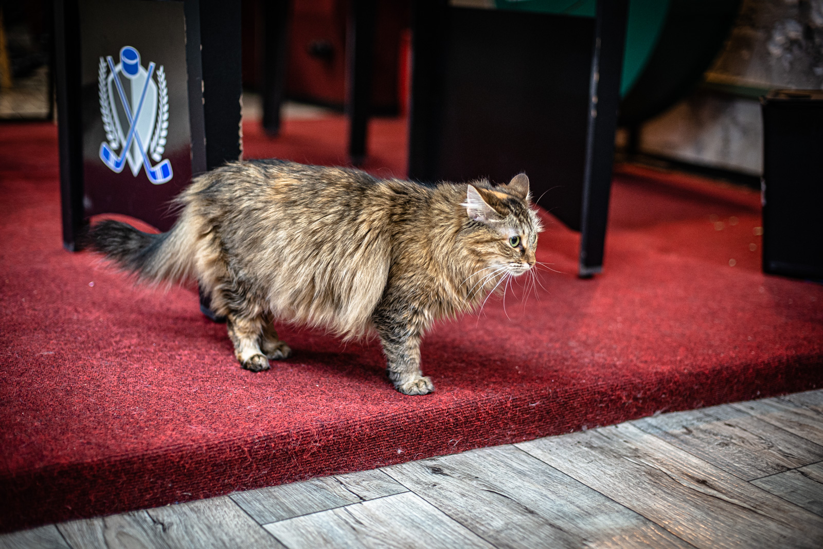 котокафе котики и люди таганская