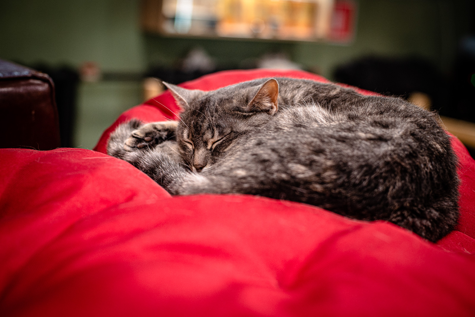 котики и люди таганская