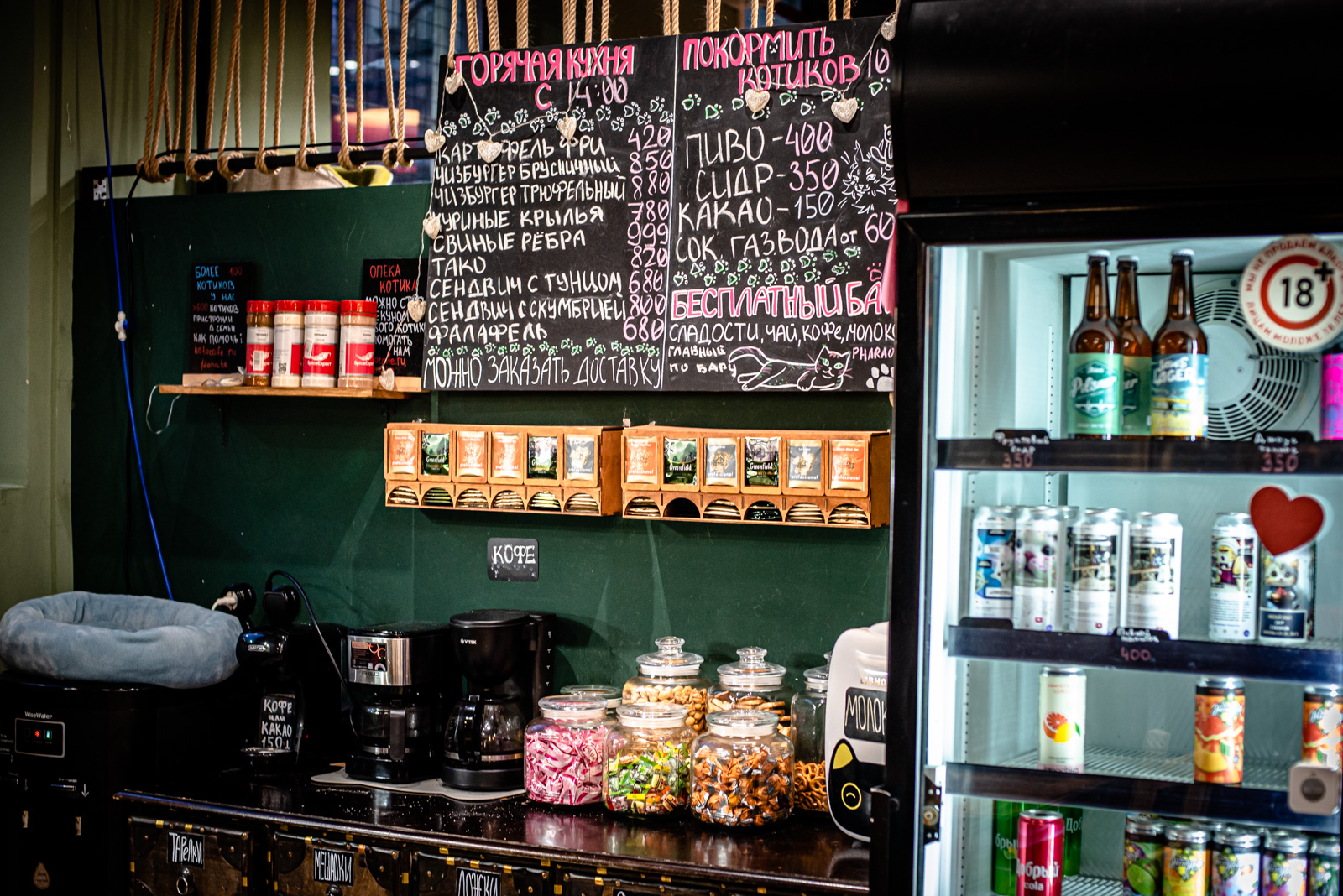 котики и люди фото