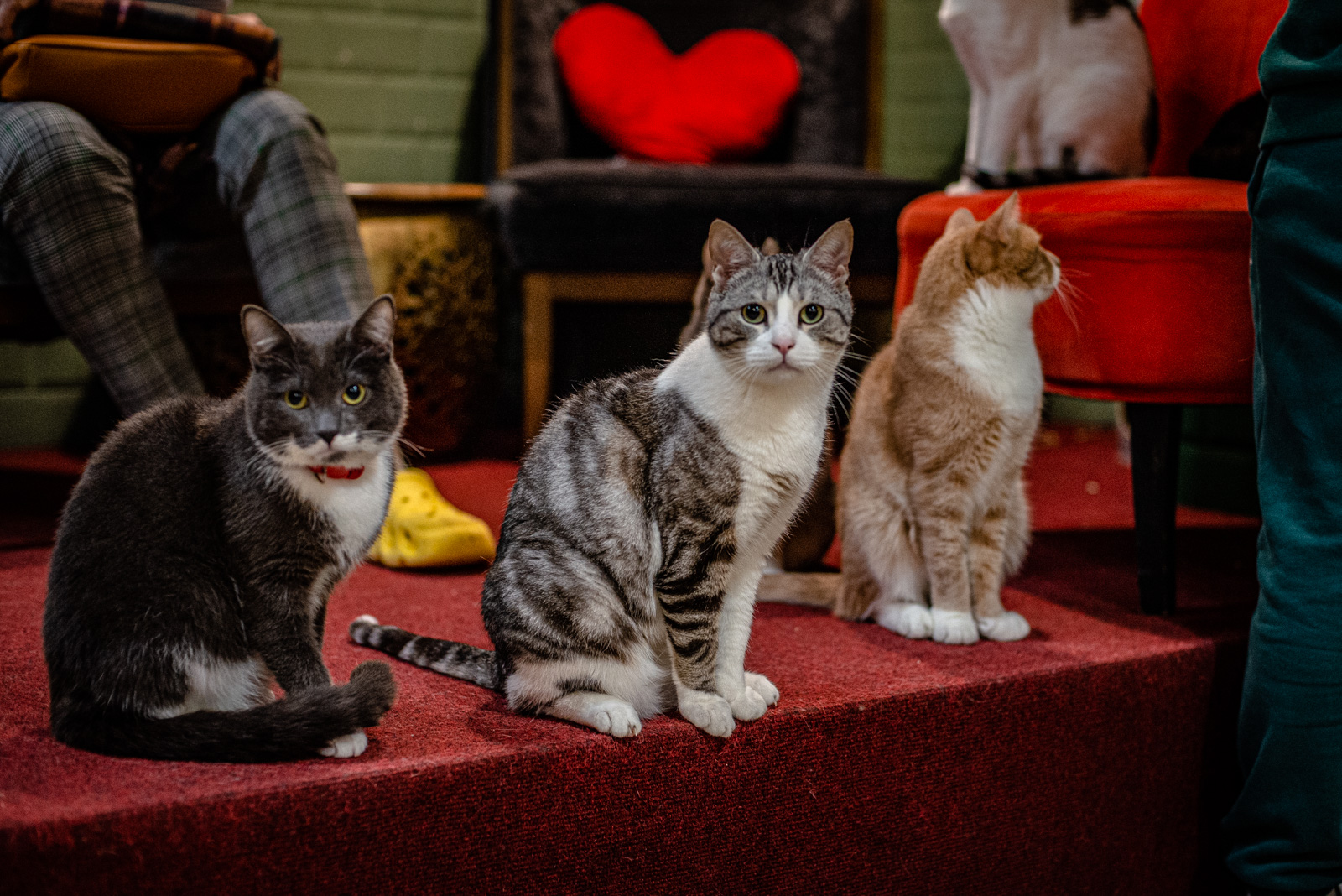 котики и люди