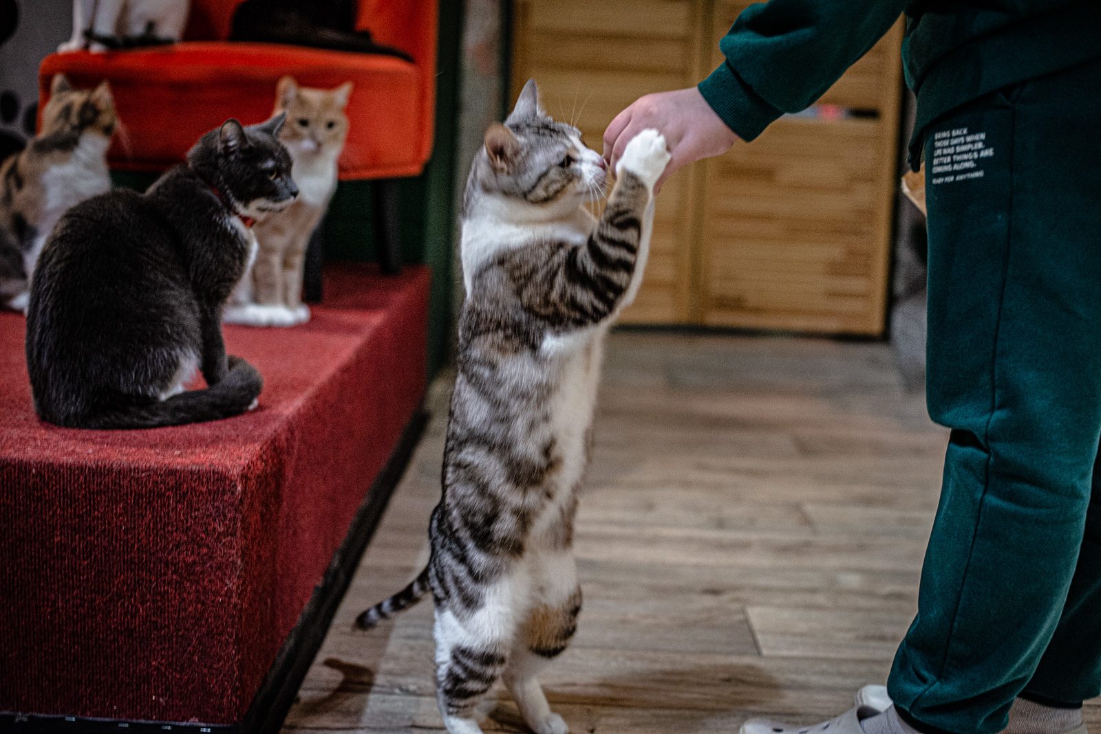 котики и люди отзывы