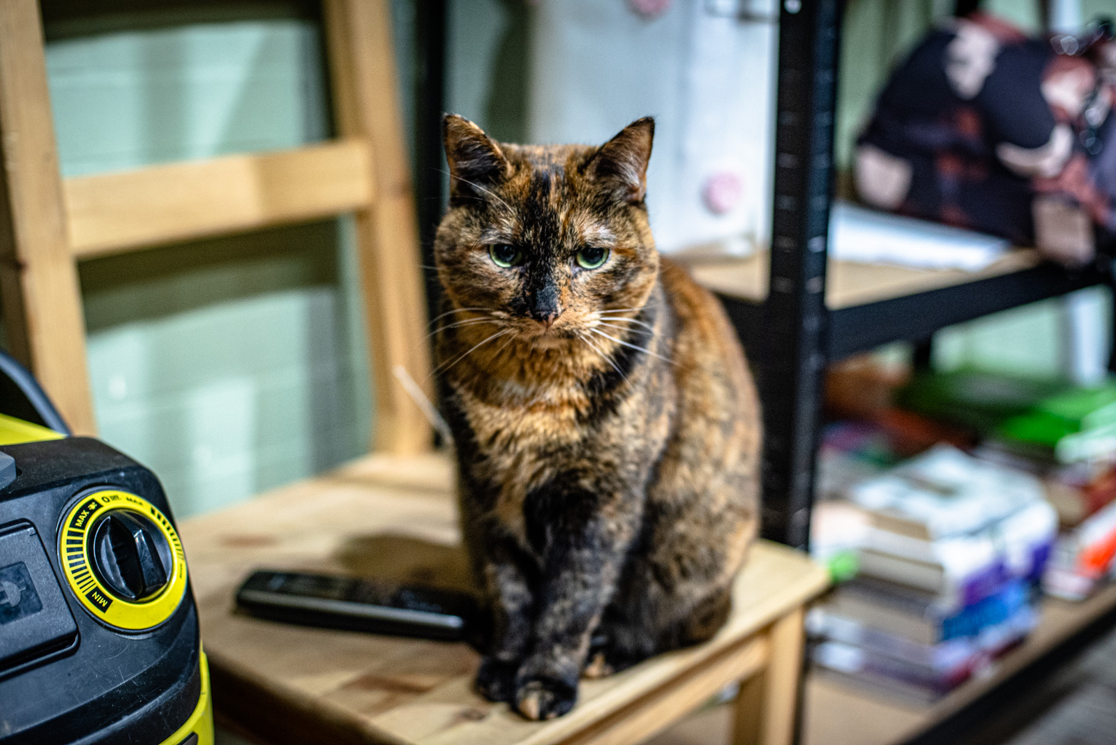 котокафе на таганке котики и люди