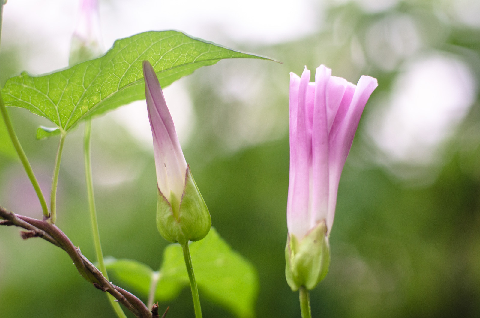 лучшие цитаты о женщинах