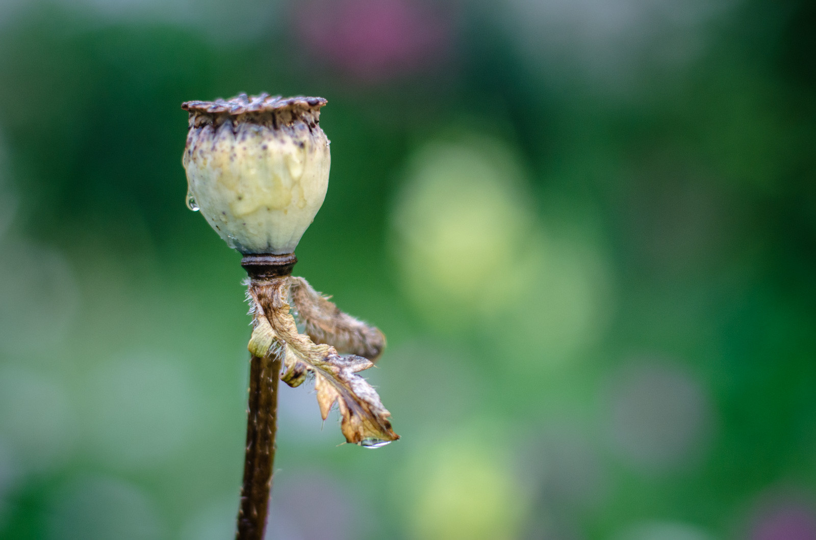 цитаты писателей о женщинах