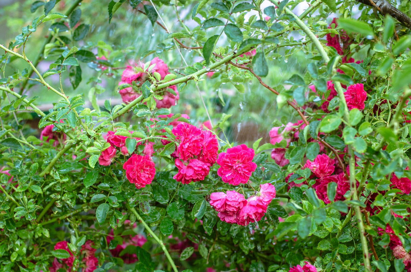 цитаты о женщинах