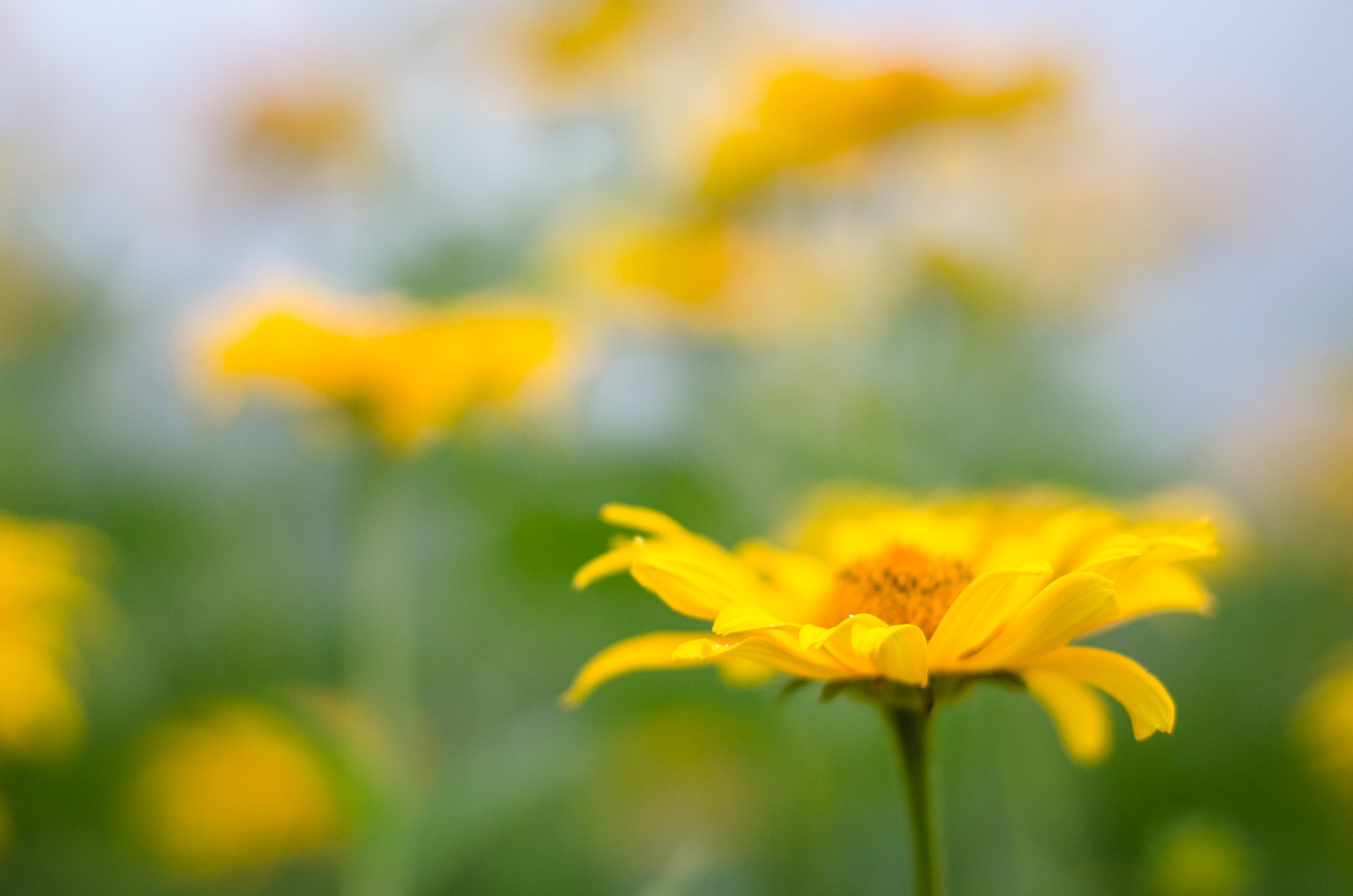 классики о женщинах цитаты