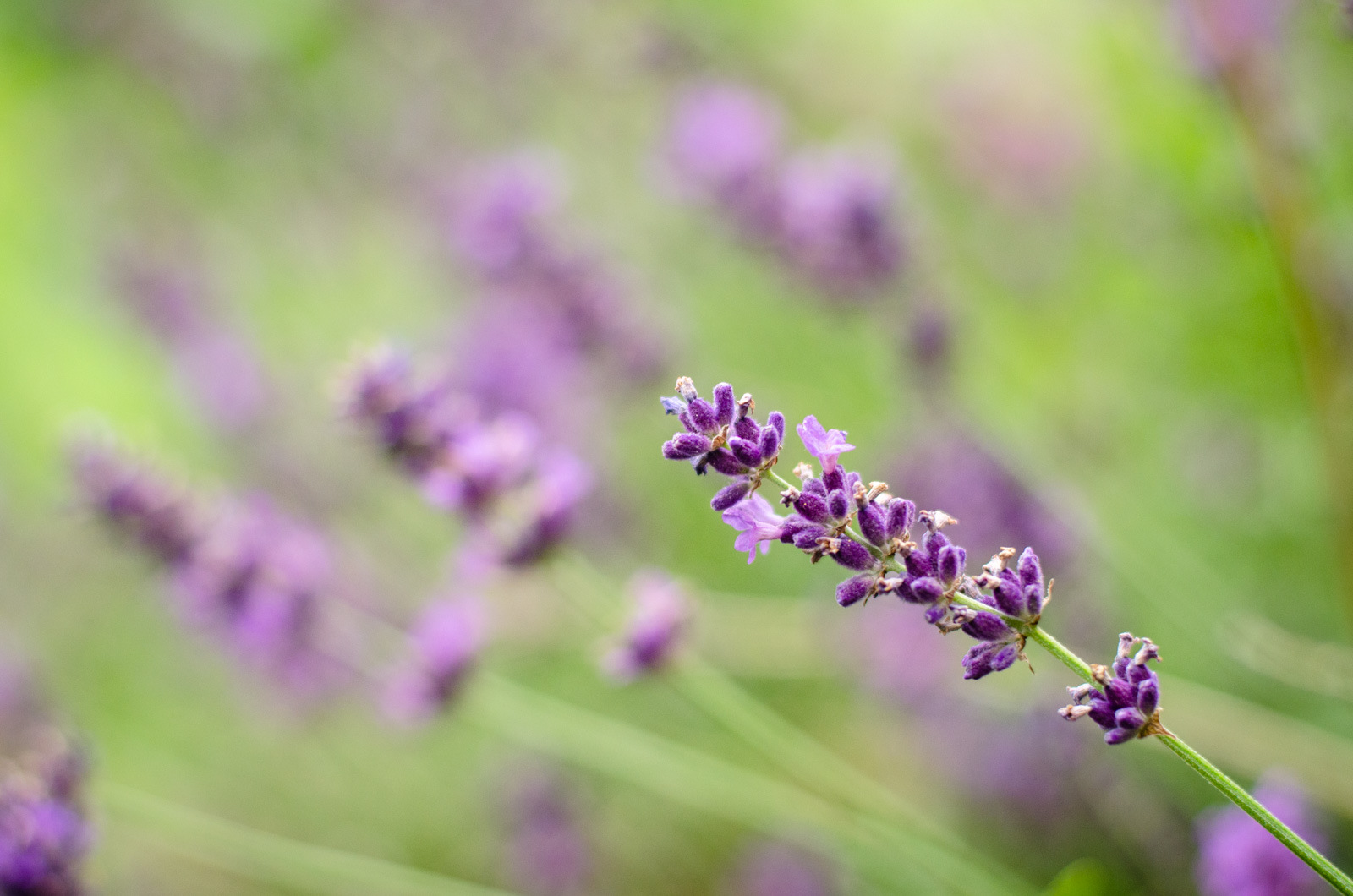 цитаты великих людей о женщинах