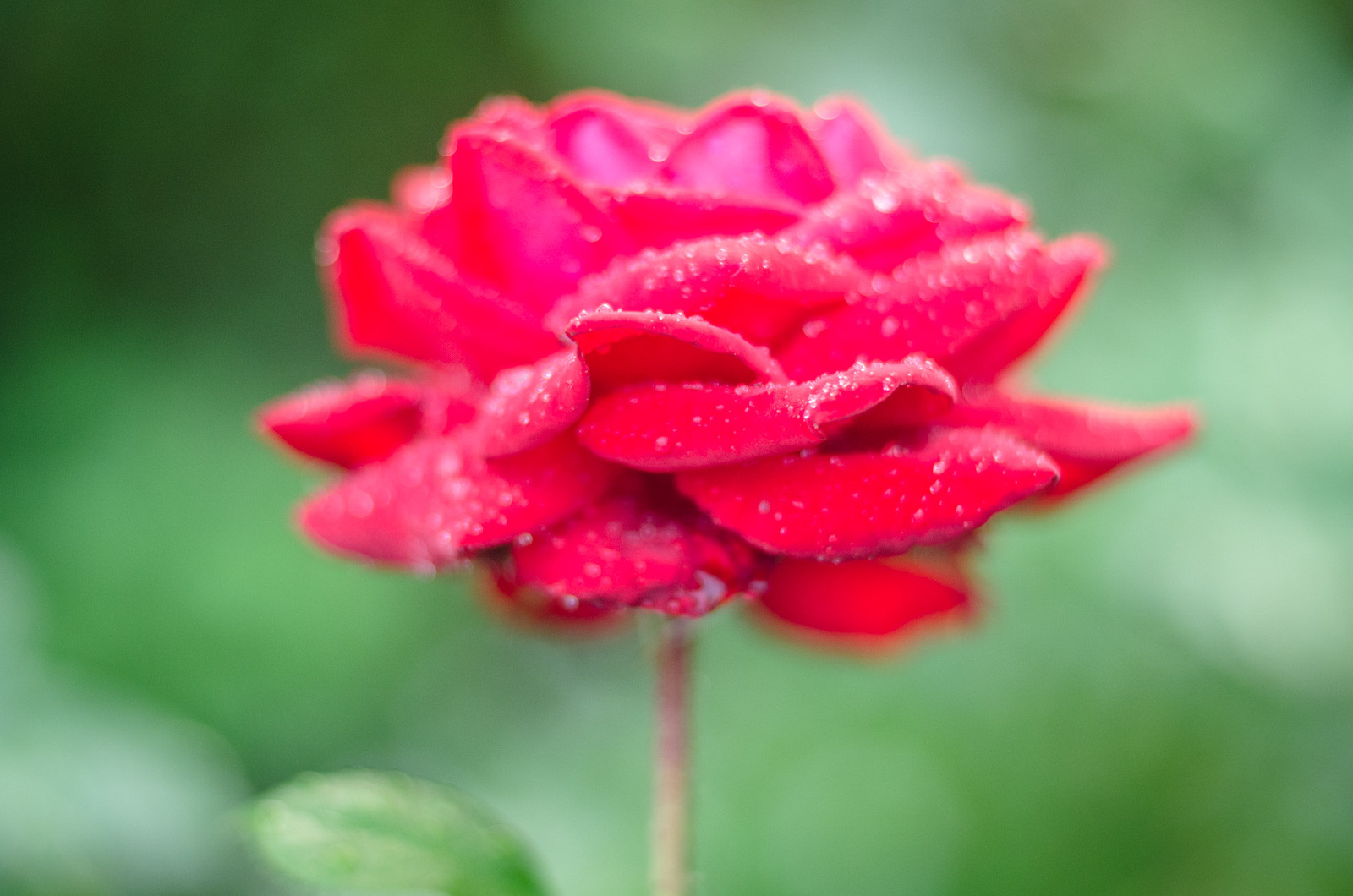 цитаты о красоте женщины