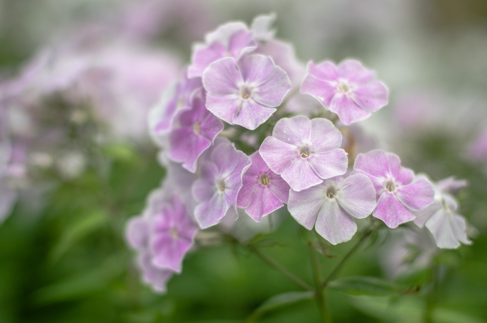 красивая цитата о женщине